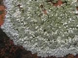 Diploicia canescens image
