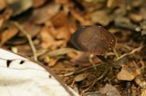 Psilocybe guilartensis image