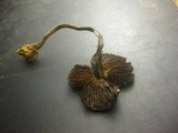 Psilocybe guilartensis image
