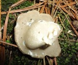 Helvella leucomelaena image