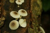 Mycena margarita image