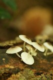 Mycena margarita image