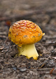 Amanita xanthocephala image