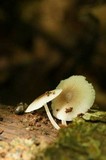 Mycena margarita image