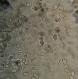 Mycena margarita image