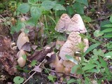 Coprinopsis variegata image
