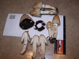Coprinopsis variegata image