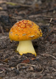 Amanita xanthocephala image