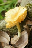 Hygrocybe occidentalis image