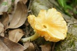 Hygrocybe occidentalis image