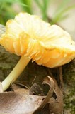 Hygrocybe occidentalis image