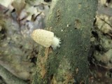 Coprinellus domesticus image