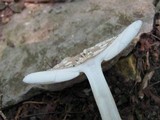 Amanita sect. Vaginatae image