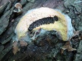 Fuligo septica image