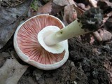 Agaricus silvicola image