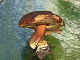 Boletus fibrillosus image