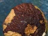 Boletus fibrillosus image