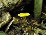 Pluteus chrysophlebius image