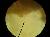 Mycena corticola image