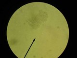 Mycena corticola image