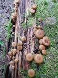Kuehneromyces vernalis image
