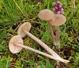 Entoloma griseocyaneum image