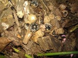 Cyathus stercoreus image