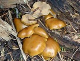 Kuehneromyces vernalis image