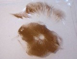 Kuehneromyces vernalis image