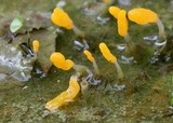 Mitrula elegans image
