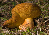 Phlebopus marginatus image
