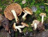 Pholiota highlandensis image