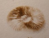 Pholiota highlandensis image