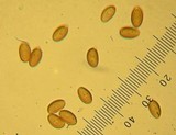 Pholiota highlandensis image