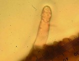 Pholiota highlandensis image