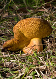 Phlebopus marginatus image