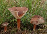 Clitocybe glareosa image