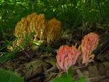 Ramaria formosa image