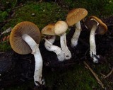 Psathyrella ellenae var. yubaensis image