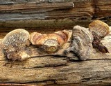 Gloeophyllum sepiarium image
