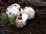 Amanita vernicoccora image