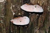 Fomitopsis cajanderi image