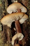 Collybia eucalyptorum image