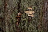 Collybia eucalyptorum image