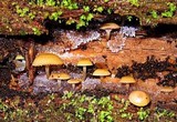 Chromosera cyanophylla image