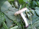 Entoloma clypeatum image