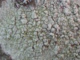 Pertusaria hymenea image