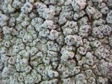 Pertusaria hymenea image