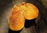 Pseudomerulius curtisii image