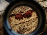 Arcyria denudata image